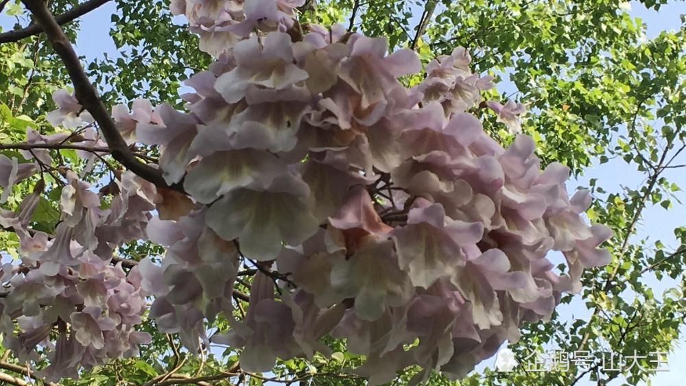麻城乡下的泡桐树开花啦,美得不可方物