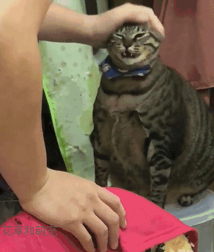 朋友说她把狸花猫养成了猪,本来我是不信的,直到亲眼看到后