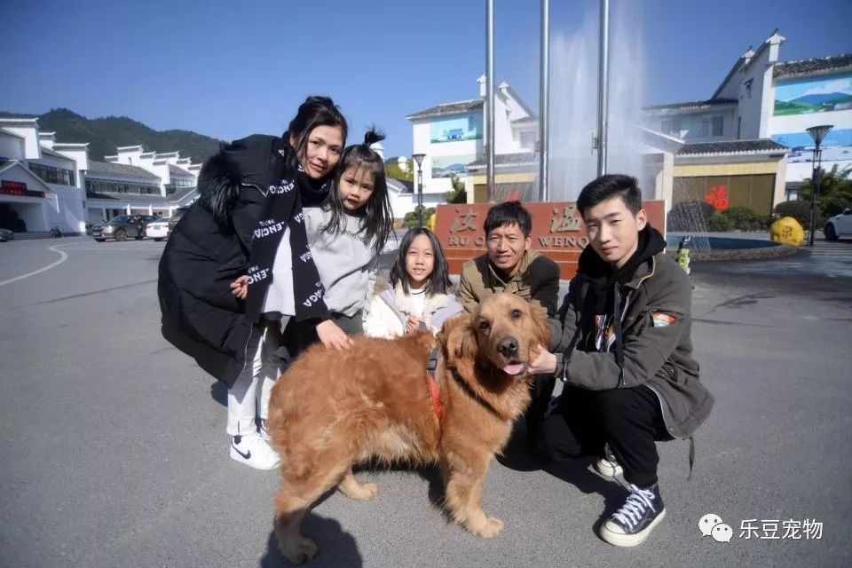 善良男同学狗肉店救下金毛犬 分开时金毛追了恩人近千米 正能量 看点快报