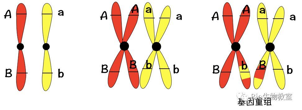 交叉互换:四分体中的非姐妹染色单体之间经常发生缠绕,并交换一部分