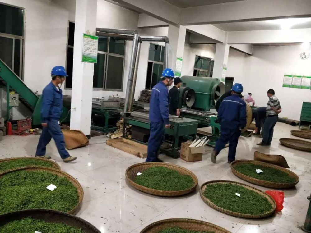 黑龙江茶叶：绿色生态诠释的茶香世界