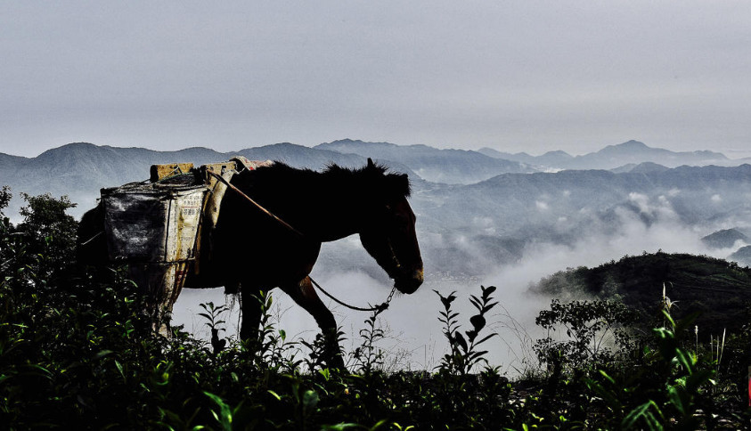 茶马古道,一人一马,走天涯