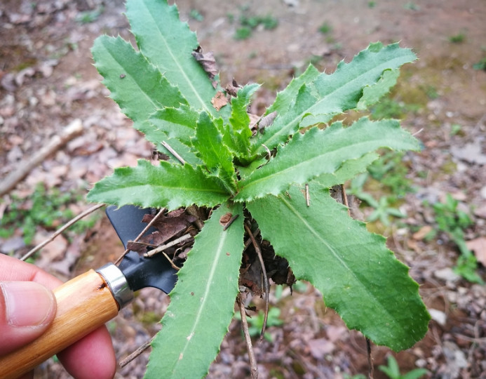 荒野间带刺的杂草,具有极强的药用价值,以前都拿去喂猪!