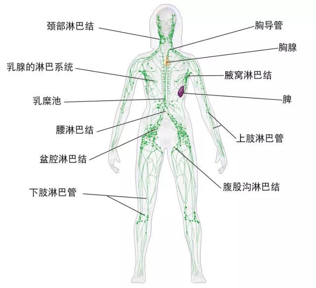 大部分按摩淋巴排毒的国人,都说不清淋巴排的什么毒