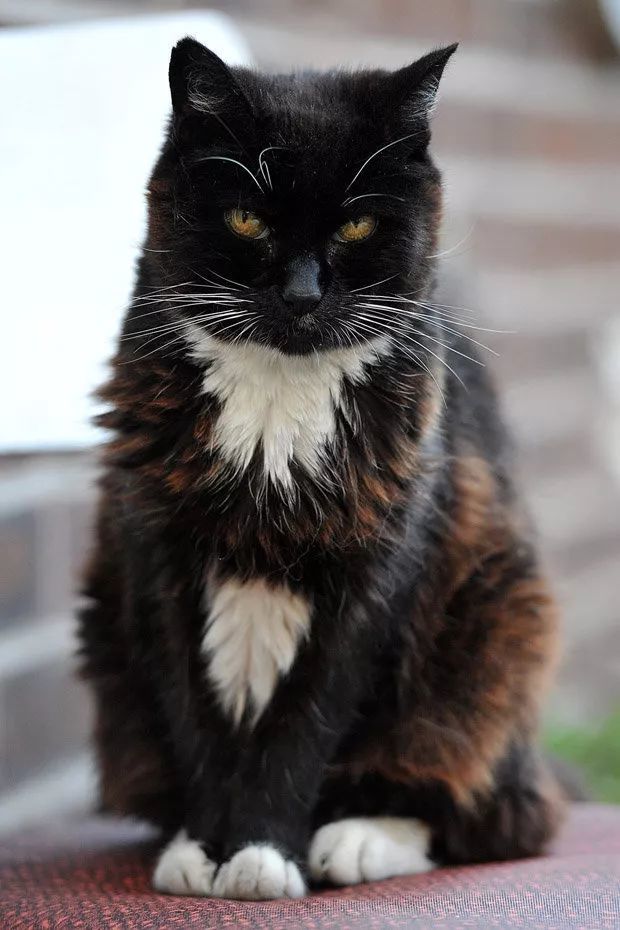 世界上最长寿的猫活到多少岁?真相太疯狂