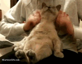 铲屎的,你为什么撸起我来这么熟练啊?