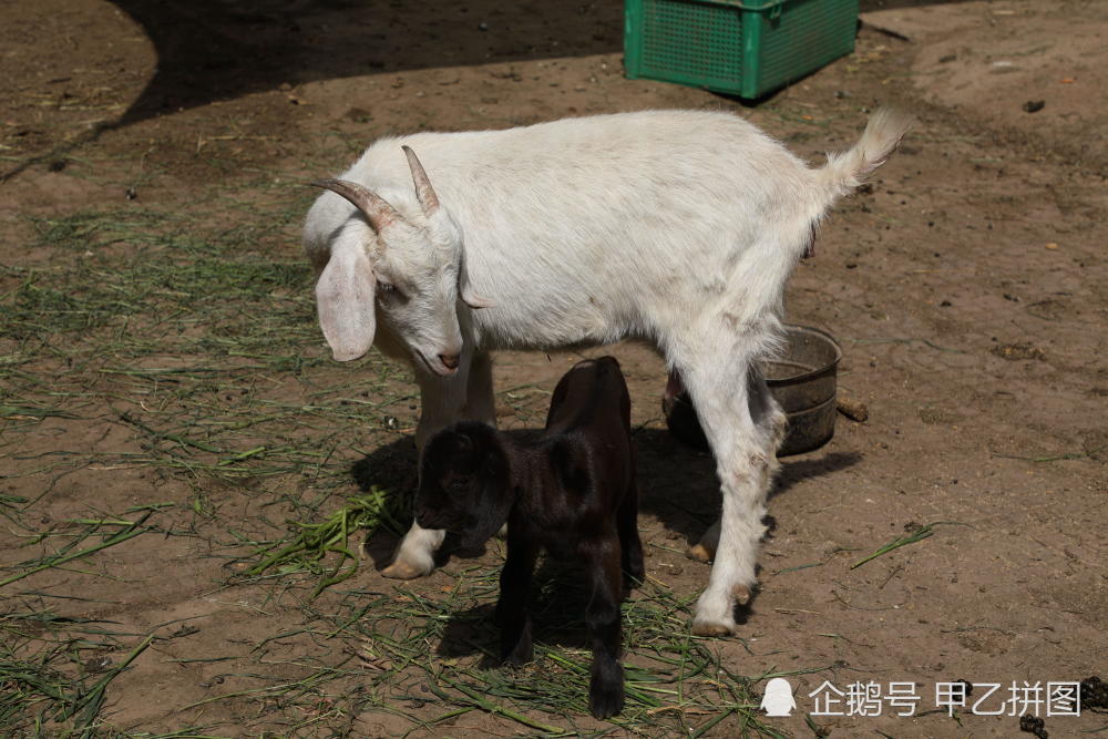 白羊妈妈生下一只黑羊羔 让农村大妈惊呆了