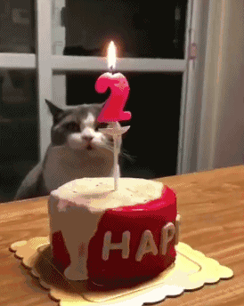 猫咪过生日,主人让它吹蜡烛,猫接下来的动作让人笑喷