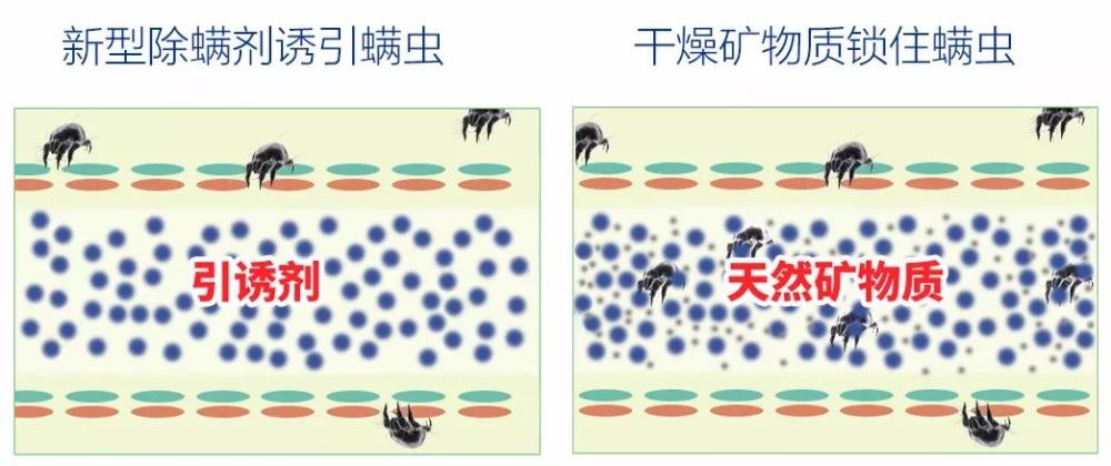 除螨垫上还有天然除螨素, 能够让螨虫体内的核酸断链, 慢慢麻痹而死