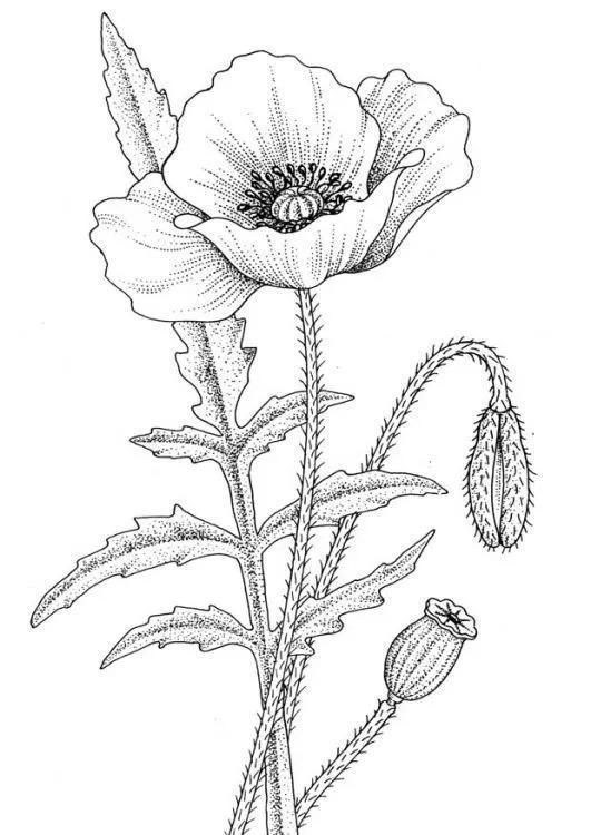 漂亮的罂粟花纹身手稿