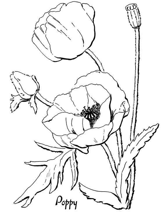 漂亮的罂粟花纹身手稿
