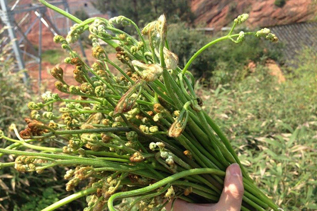 能吃的野菜种类和图片,都给你整理好了,春天抓紧尝鲜!