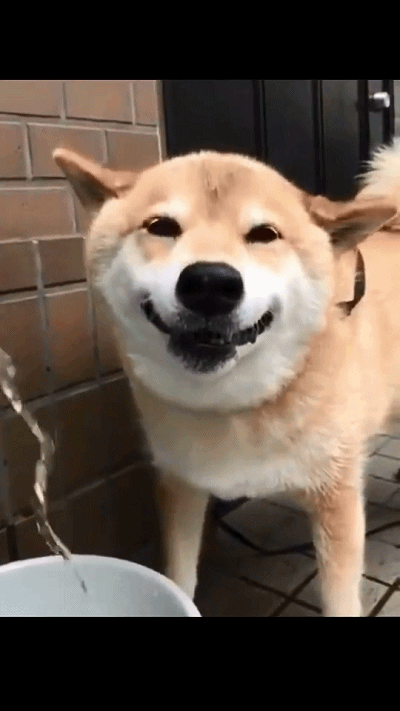 狗狗的这个笑容可以治病,把我多年的抑郁症给治愈了