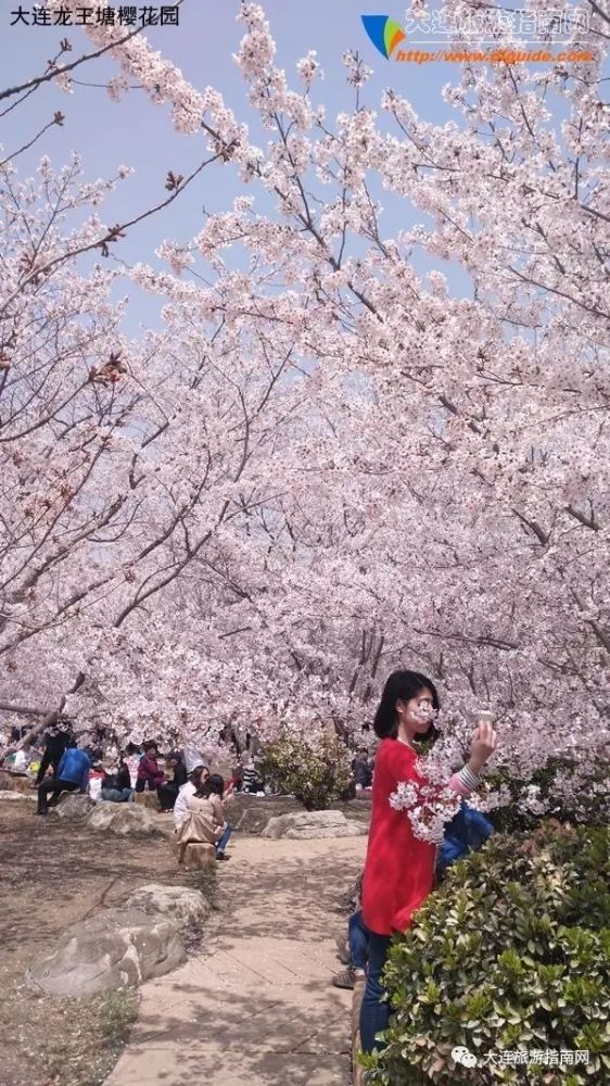 龙王塘樱花园,樱花,旅顺,大连,旅游景区