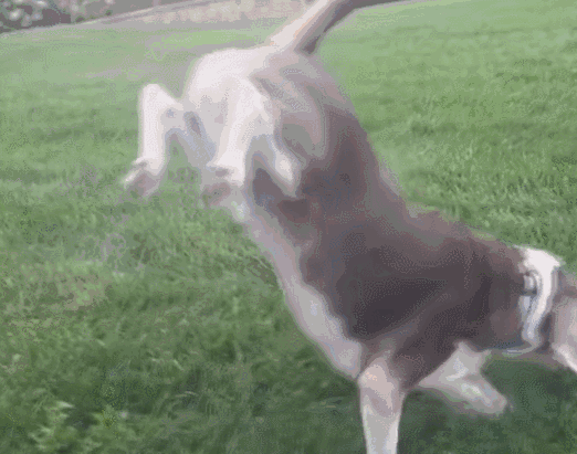 壁纸 动物 狗 狗狗 522_411 gif 动态图 动图