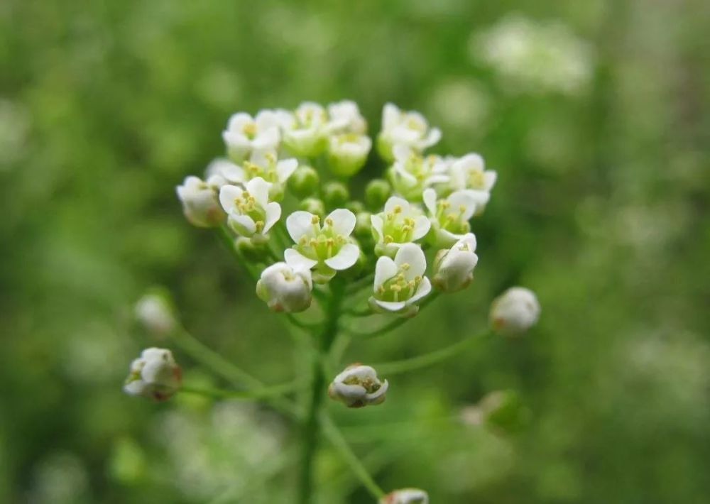 荠菜花