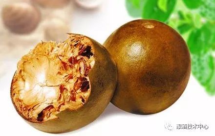 罗汉果有七大功效（罗汉果治什么病最佳）