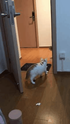 猫咪,喵星人,铲屎官,一起玩,猪肉