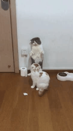 这只耙耳朵猫咪,晚归被老婆罚站墙边,网友:我看到了自己的影子