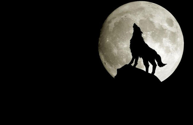 冷静沉稳不打无准备仗 动物界理财能手让你自