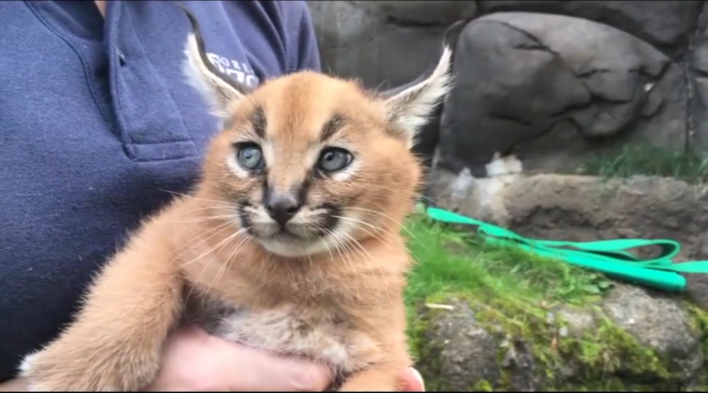 猫科动物的可爱你抵抗不了!来看看凶狠的狞猫幼崽是怎样的可爱吧!