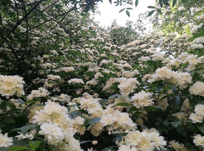 这棵树有四层楼高,仿佛一座白色的花塔,枝条带着团花,随风飘摇,花香