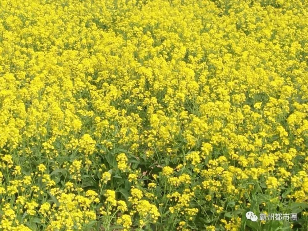 油菜花,霸州,林城