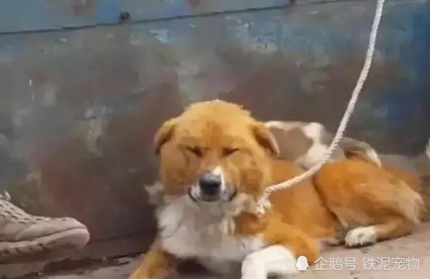 大黄狗看家7年却被主人卖掉,看到狗子的表情后