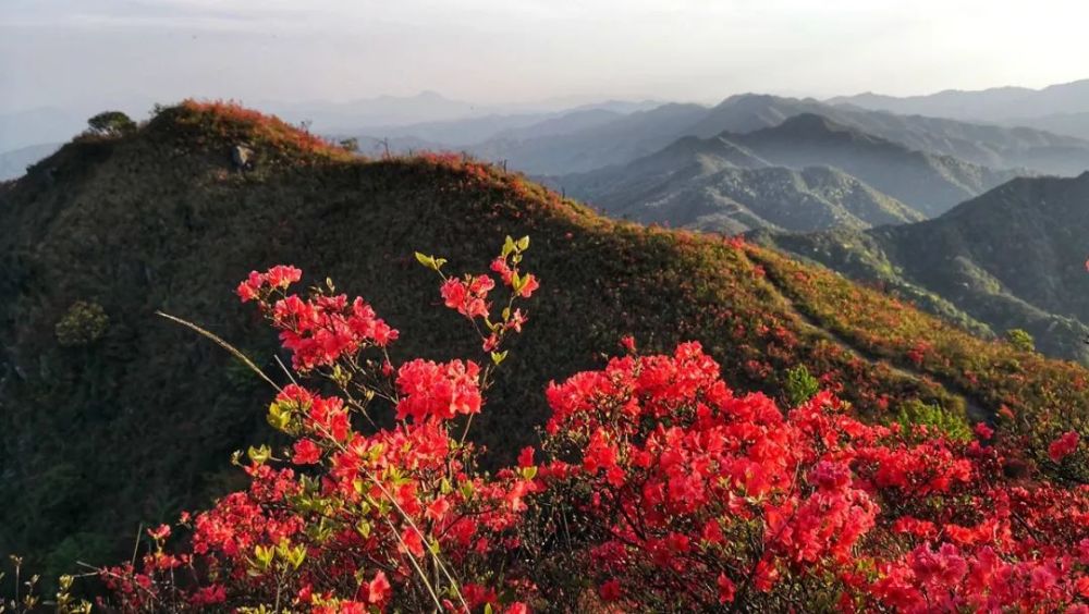 龙岩,杜鹃花,红尖山,观狮山,武平县