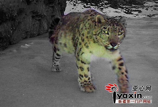 新疆拍摄到20多只雪豹:撒欢卖萌