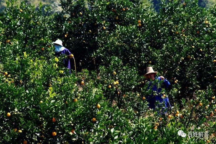 90后农民荒山种脐橙年入30万 娶妻生子都在果