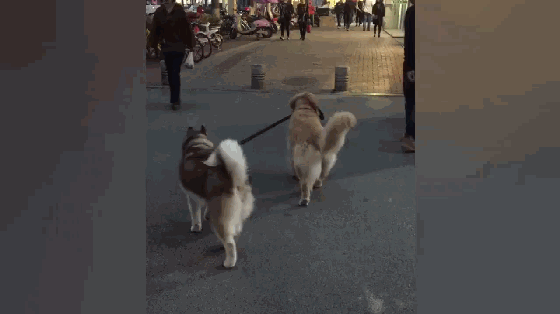 一只金毛一只二哈,因为两只狗子的力气都很大,每次遛狗的时候,网友