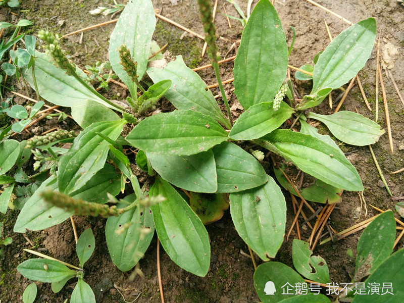 不起眼的路边野草竟是降血压 治口腔炎良药