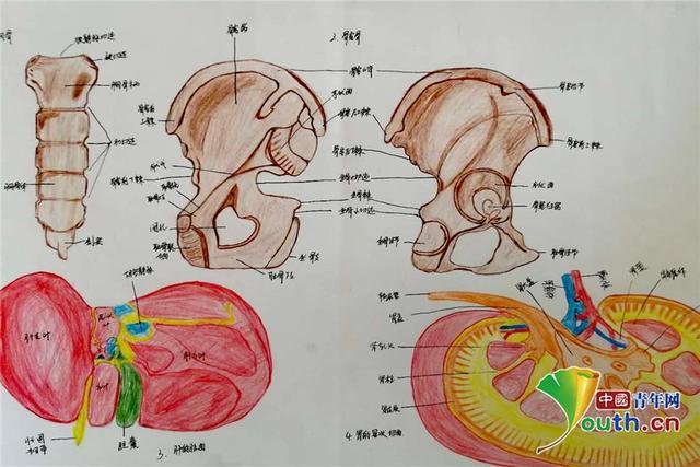 培华学院医学生手绘人体解剖图.培华学院供图