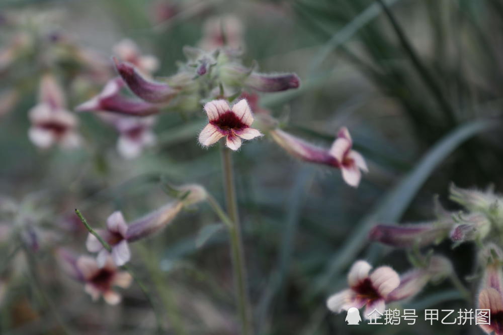 这种野草不仅吸溜甜还能治病好多人不知道 看点快报