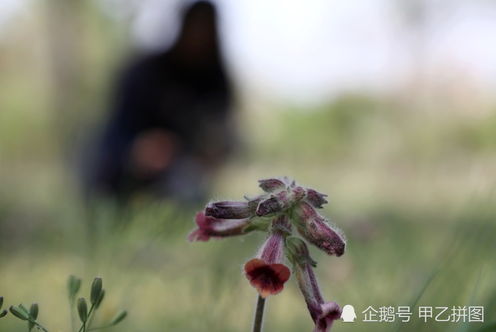 这种野草不仅吸溜甜还能治病好多人不知道 看点快报