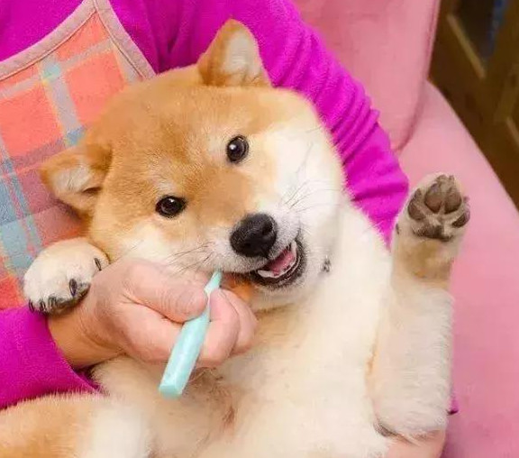 铲屎官给狗狗刷牙被它当成是一种享受，每天到点了就得提醒主人：该给我 