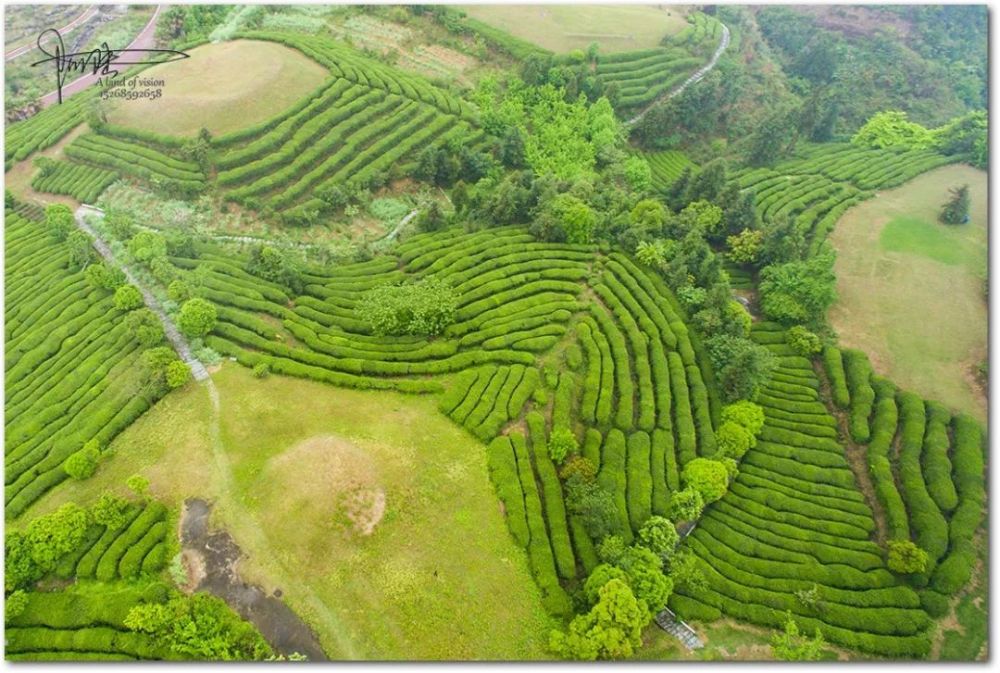 种茶种出好风景:不一样的五凤茶园