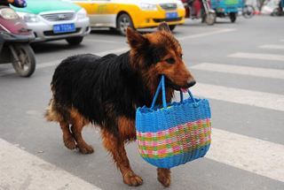 教你计算你的狗狗还有多少剩余时间,看完立马