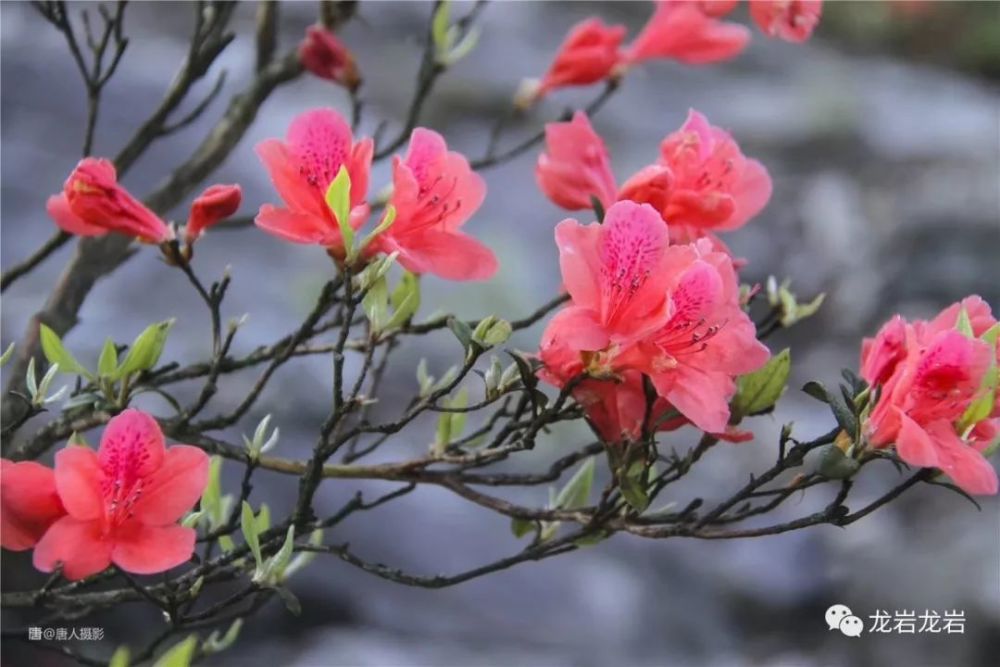 龙岩,杜鹃花,红尖山,观狮山,武平县