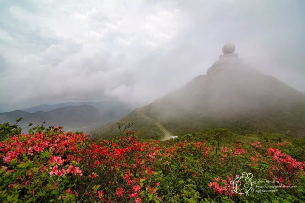 龙岩,杜鹃花,红尖山,观狮山,武平县