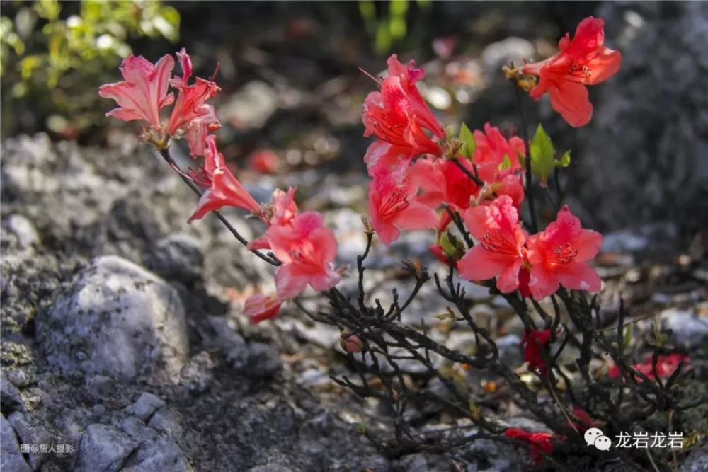 龙岩,杜鹃花,红尖山,观狮山,武平县