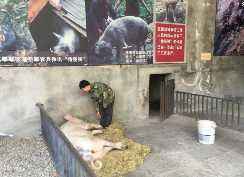 四川成都 汶川地震中救起的"猪坚强" 成为建川博物馆的吉祥物