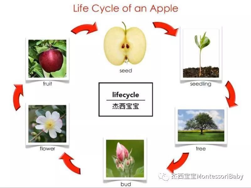 史上最强大脑清华学霸告诉你:观察能力强的孩子有多厉害!