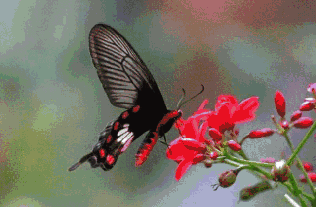 人间四月天,最美蝴蝶飞!东湖磨山2500平米全国第二大