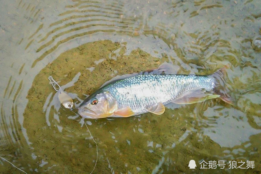 此时马口鱼的头部,吻部和臀鳍位置有显眼的白色珠星,体色也更加鲜艳