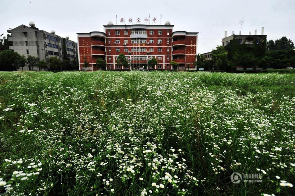 武汉一高中高考后将撤 校长:我是罪人