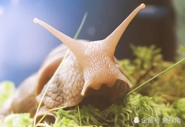 蜗牛,非洲大蜗牛,褐云玛瑙螺,法国蜗牛,白玉蜗牛