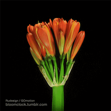 60种花开瞬间,美爆了!不看后悔一辈子!