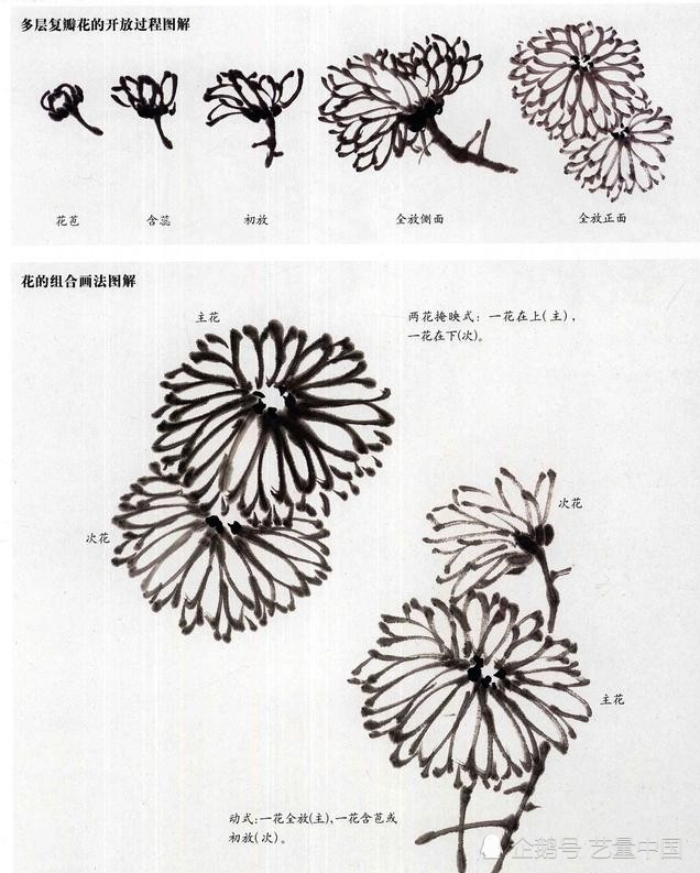 画单层花瓣的垂点在于练习笔的连贯性,画时应注意菊花的外形要画成